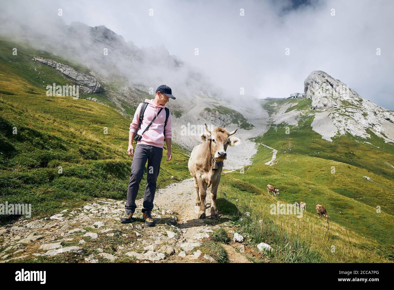 Junger Mann beim Wandern mit schweizer Kuh auf Bergwanderweg. Pilatus, Luzern, Schweiz. Stockfoto