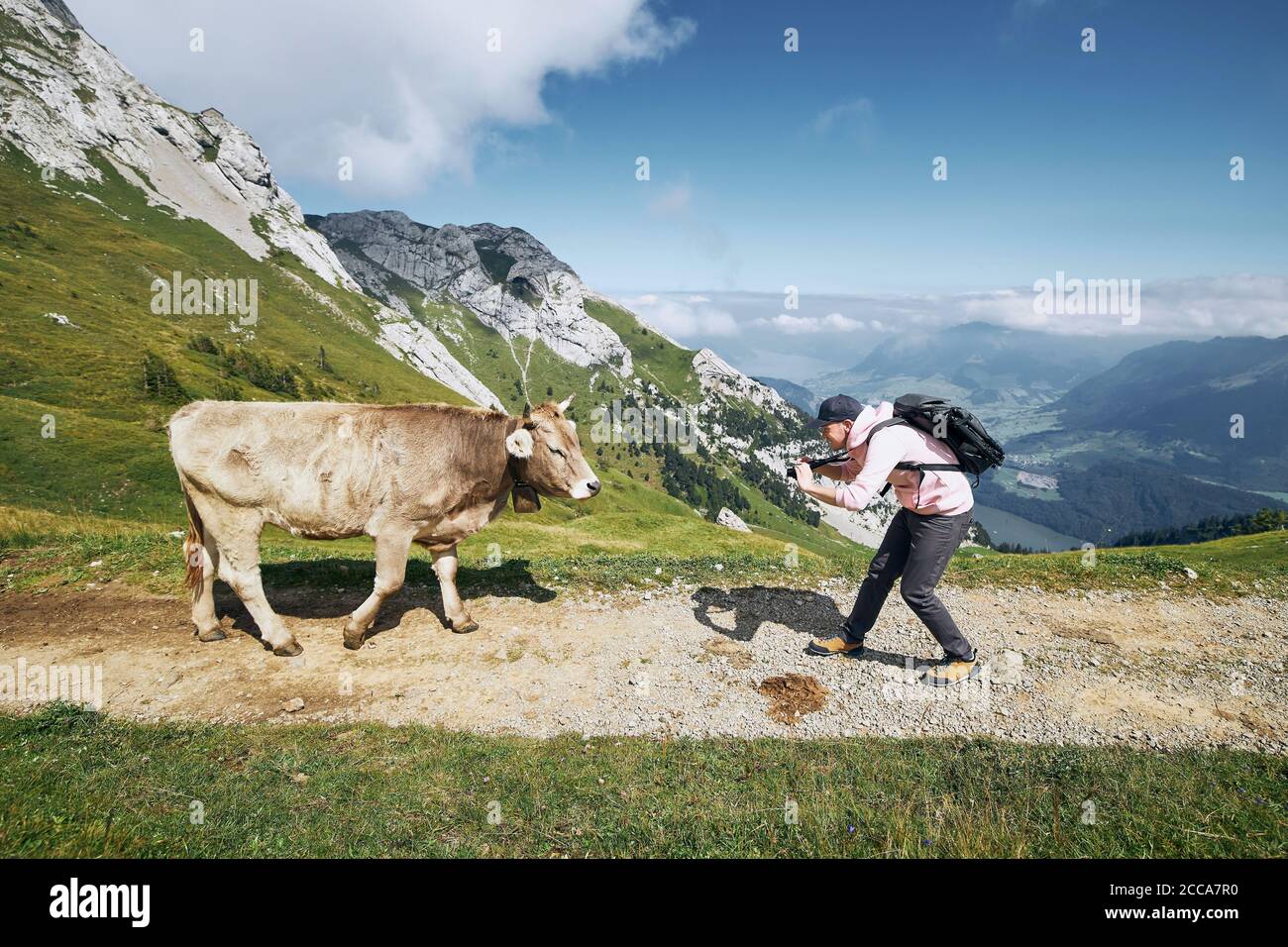 Junger Mann fotografiert schweizer Kuh auf Bergwanderweg. Pilatus, Luzern, Schweiz. Stockfoto