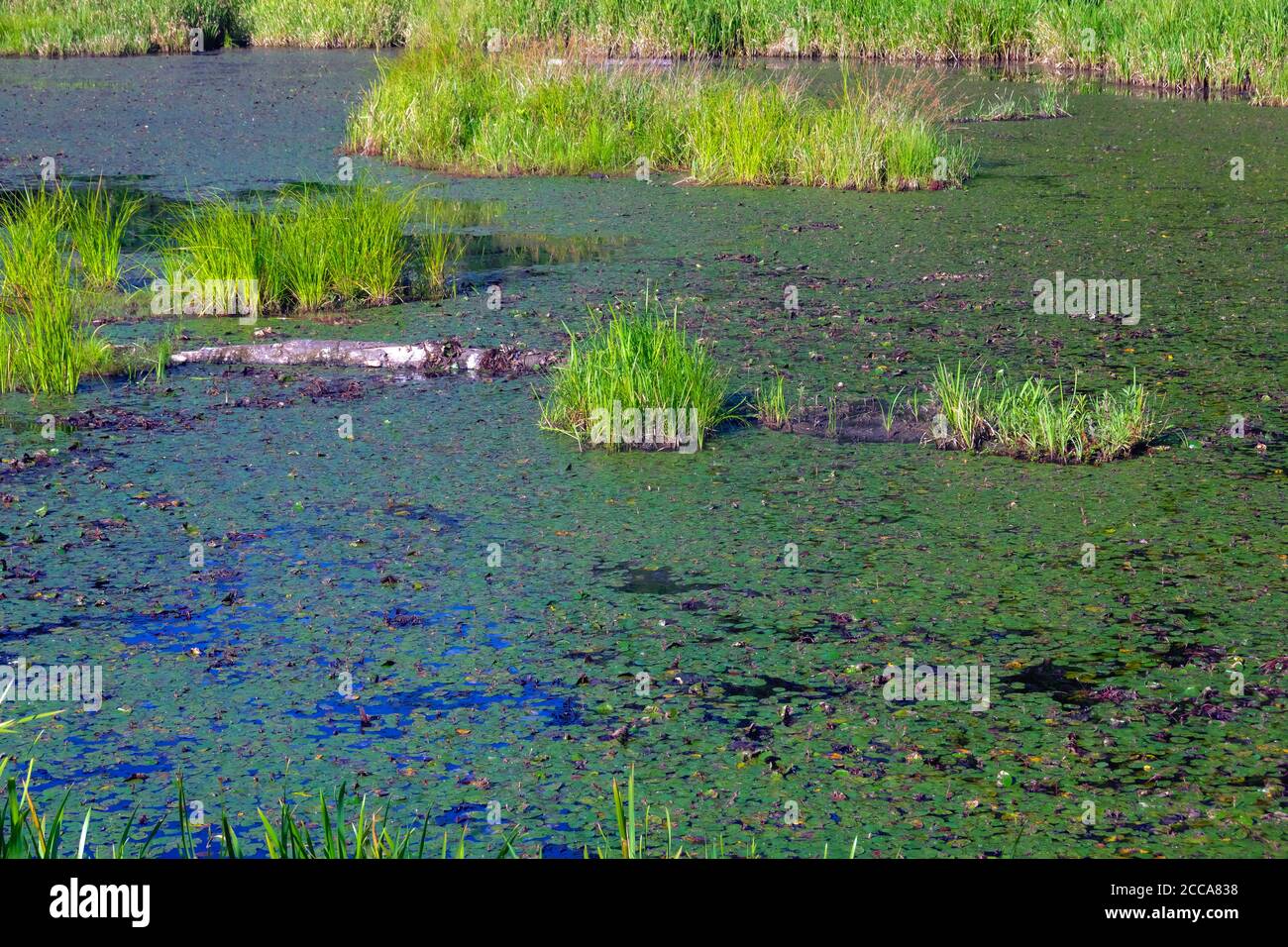 Die Morgensonne, die auf einer Lilienunterlage schien, füllte Sumpf und Klumpen von hellgrünem Gras. Stockfoto