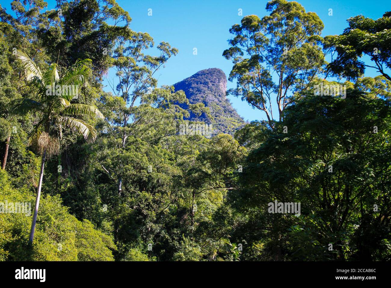 Schöne Aufnahme der Gondwana Regenwälder von Australien Stockfoto