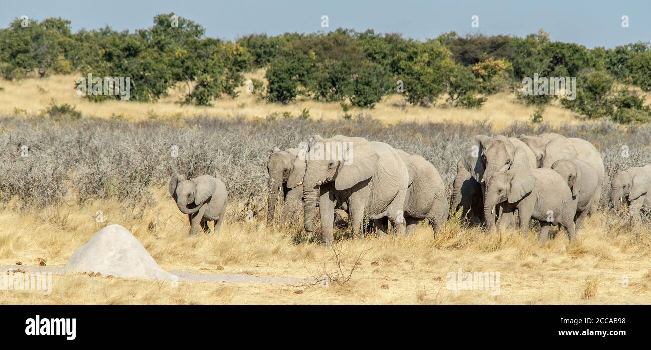 Eine große Brutherde afrikanischer Elefanten, die über die Savanne in Etosha zieht. Namibia Stockfoto