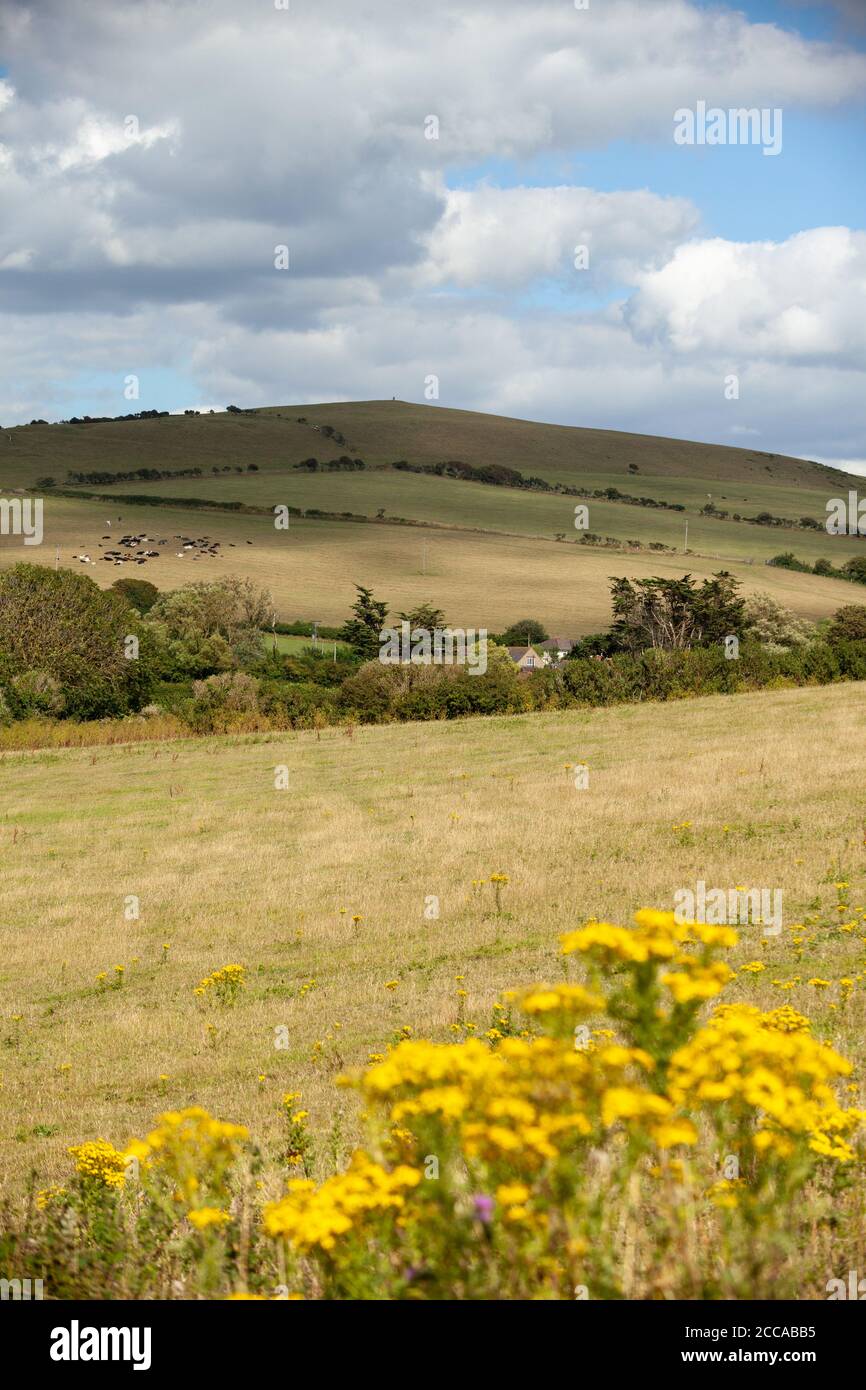 Spaziergang in der Nähe von West Bay Town mit Blick auf North Hill, Burton Bradstock, Dorset, England. Stockfoto