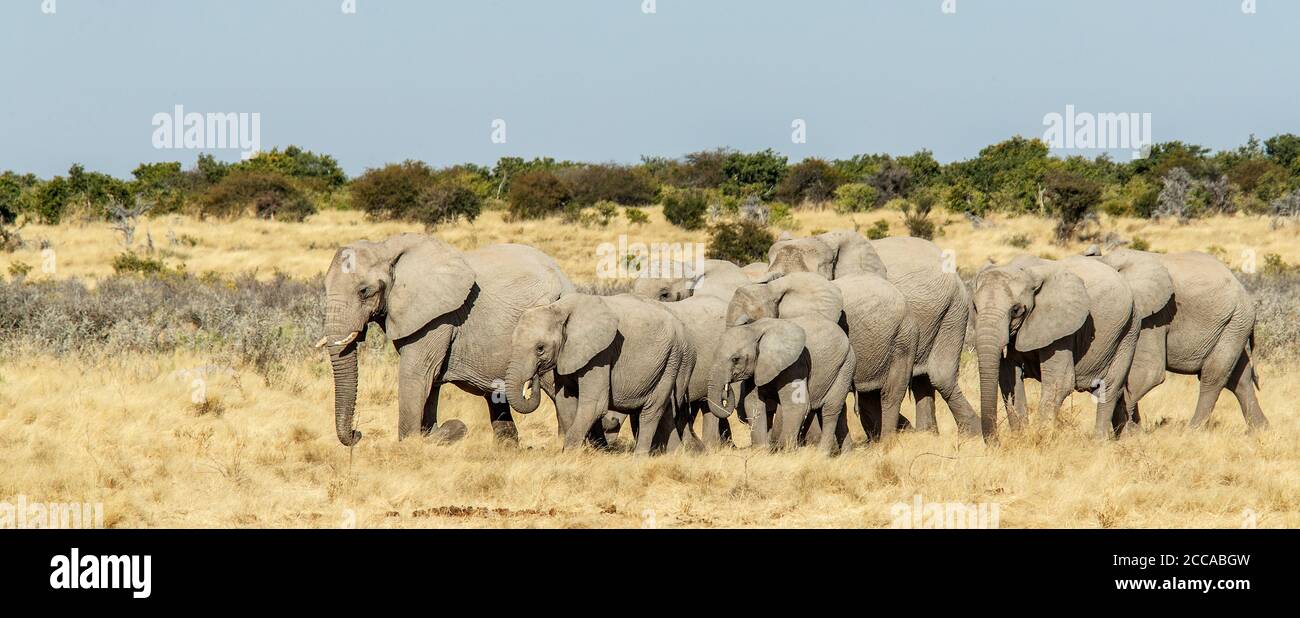 Eine große Brutherde afrikanischer Elefanten, die sich über die bewegen Savanne in Etosha.Namibia Stockfoto