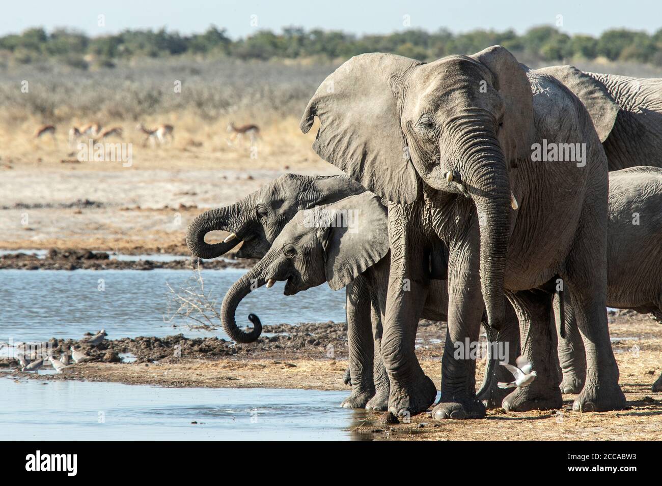 Afrikanische Elefanten trinken an einem Wasserloch in Etosha. Stockfoto