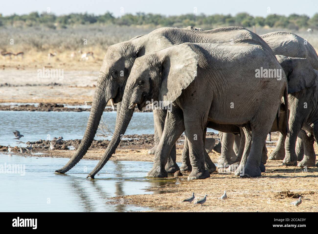 Zwei afrikanische Elefanten mit Baumstämmen verlängerten trinken an einem Wasserloch in Etosha. Stockfoto