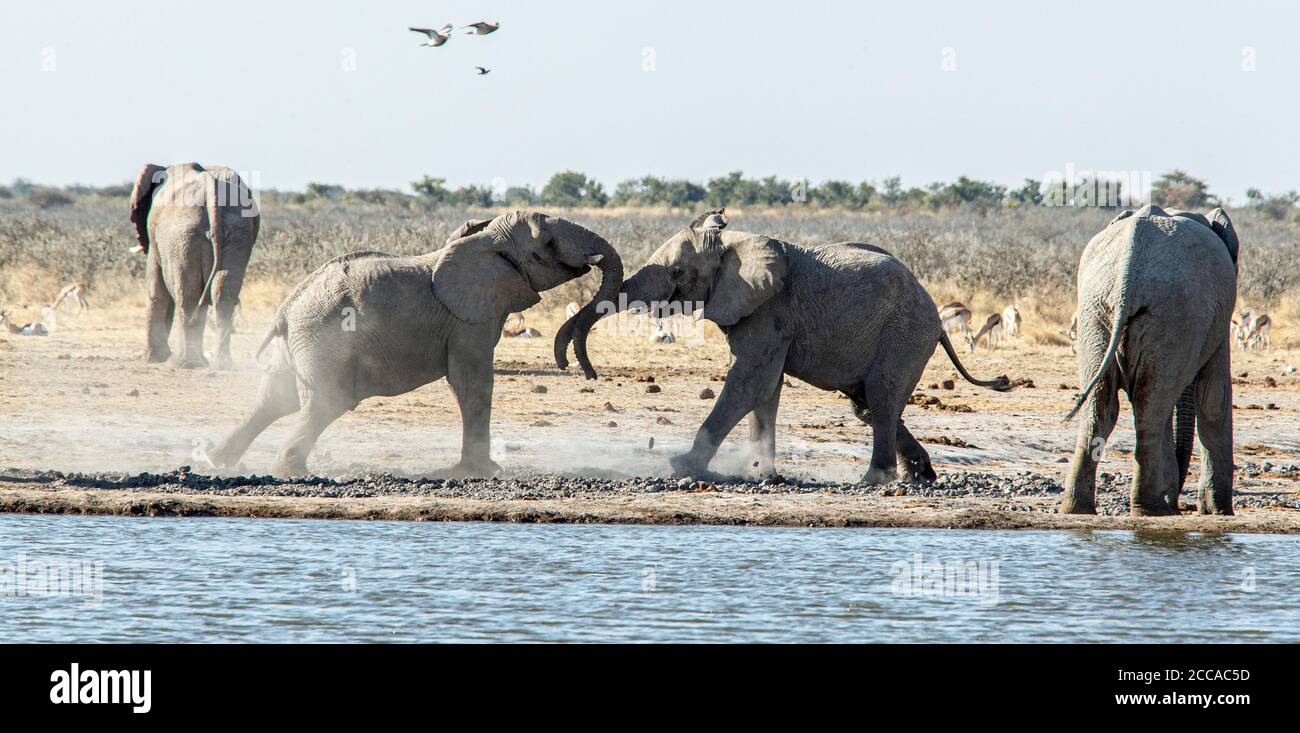 Ein Paar afrikanischer Elefanten spielen an einem Wasserloch in Etosha gegeneinander kämpfen und sich gegenseitig testen. Stockfoto
