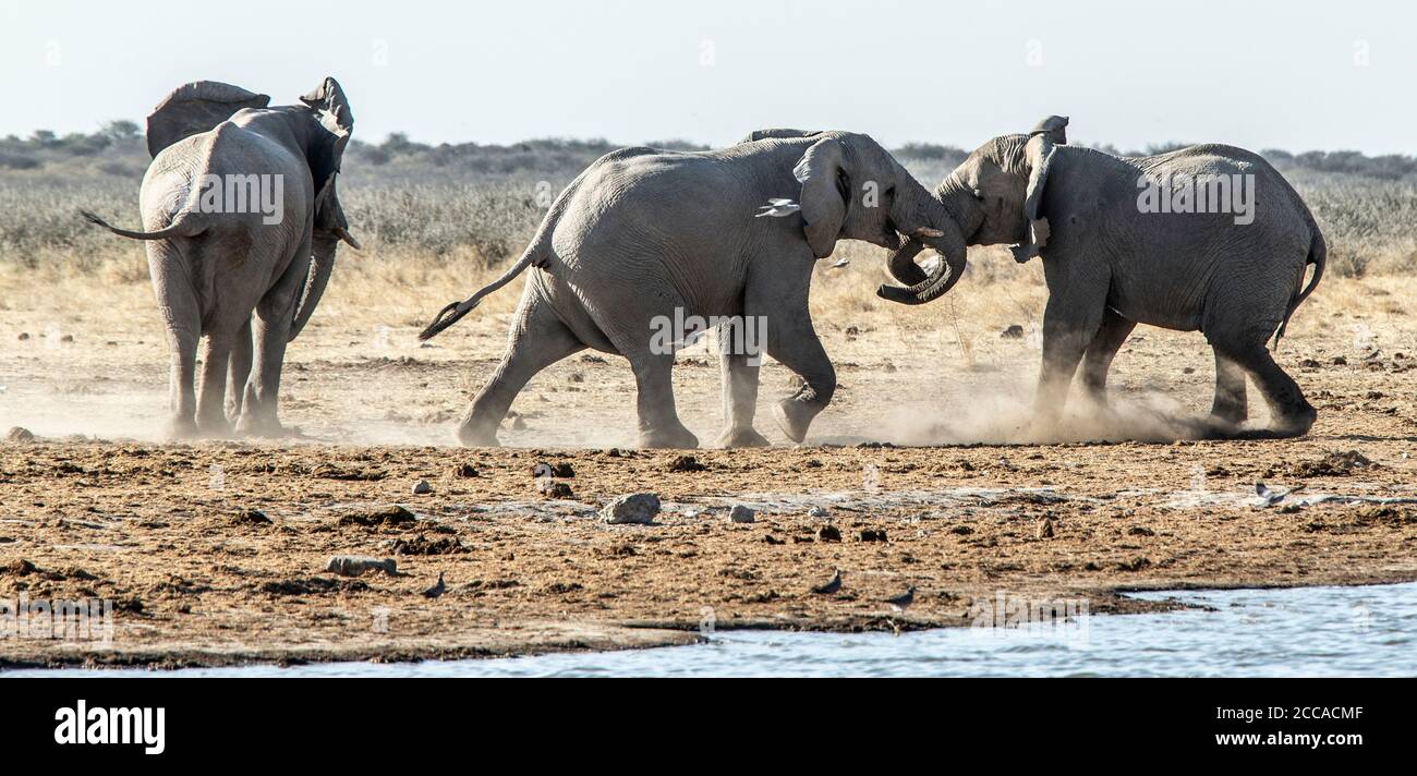 Ein Paar afrikanischer Elefanten spielen sich gegenseitig an einem Wasserloch in Etosha zu erproben und zu fighten. Stockfoto