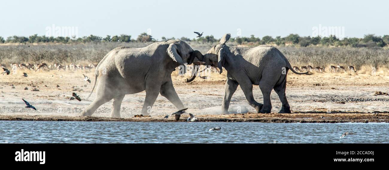 Ein Paar afrikanischer Elefanten kämpfen und testen sich an einem Wasserloch in Etosha, Namibia Stockfoto
