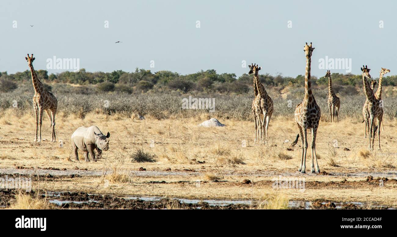 Ein Schwarzes Nashorn unter einer Giraffenfamilie an einem Wasserloch in Etosha. Stockfoto