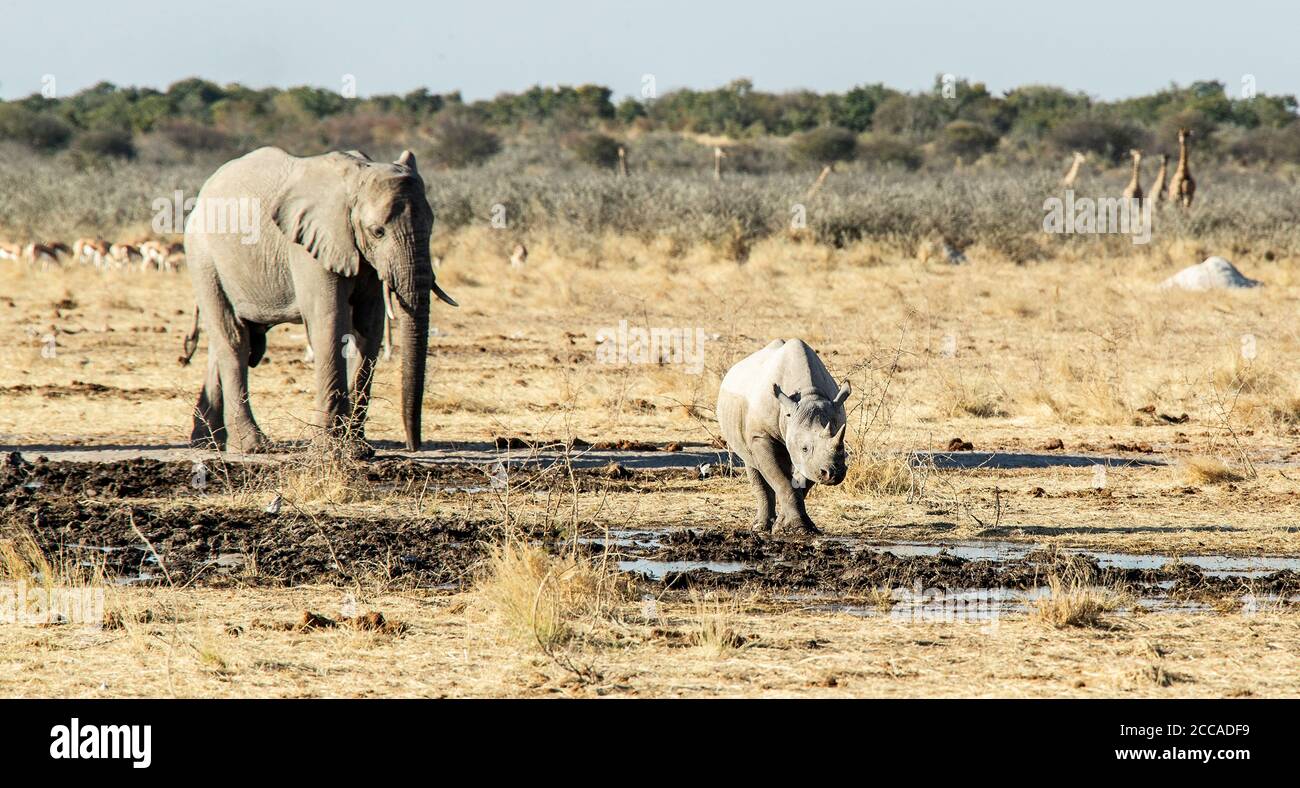 Ein Schwarzes Nashorn, das von einem impassiven Elefanten im Etosha Park, Namibia, gesehen wird Stockfoto