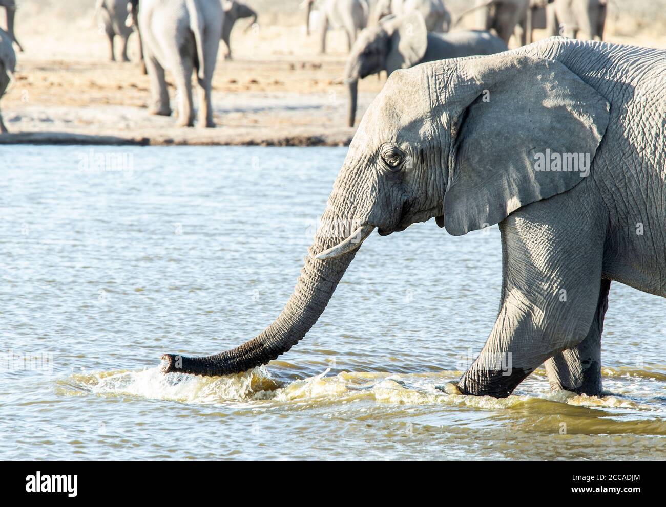 Ein Elefant überquert ein Wasserloch in Etosha, Namibia Stockfoto