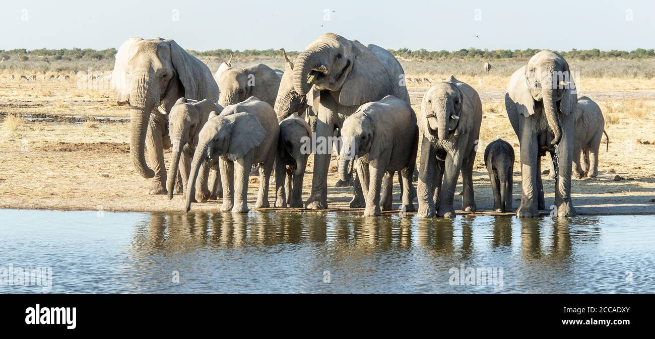 Eine große Familie afrikanischer Elefanten trinkt an einem Wasserloch in Etosha, Namibia Stockfoto