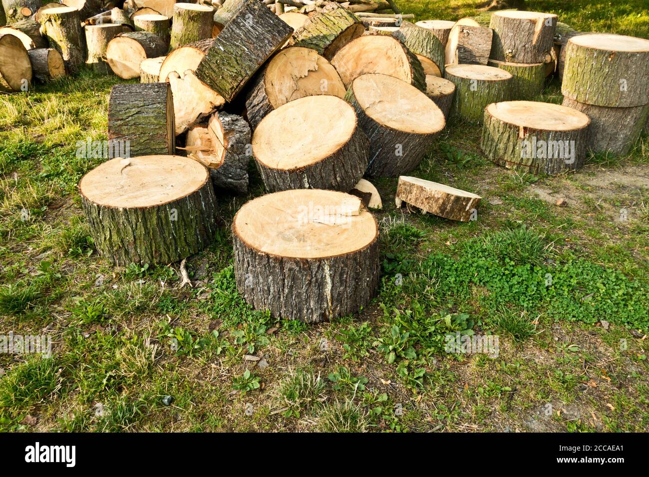 Bäume in Stücke geschnitten, warten auf aus dem Wald bewegt werden, bucking Konzept Stockfoto