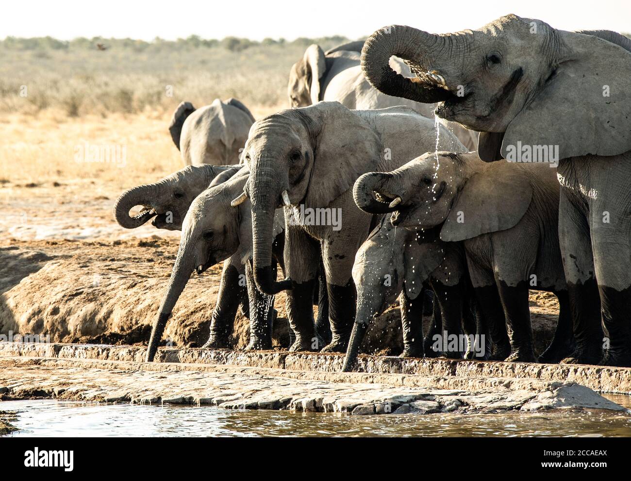 Afrikanische Elefanten trinken an einem Wasserloch in Etosha. Stockfoto