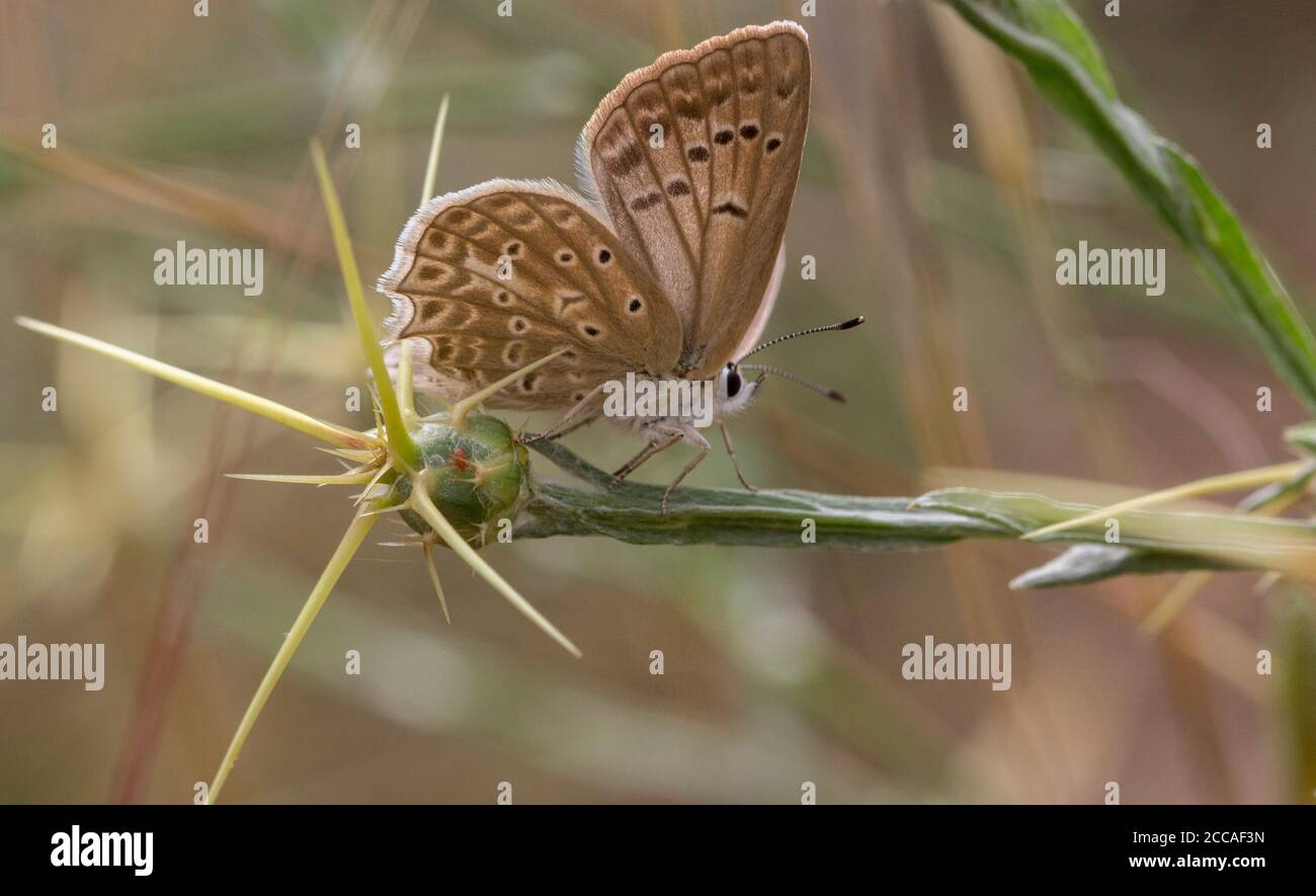 Brauner weiblicher Meleager's Blue Butterfly, Polyommatus daphnis, thront auf der St. Barnaby's Thistle, Centaurea solstitialis Stockfoto