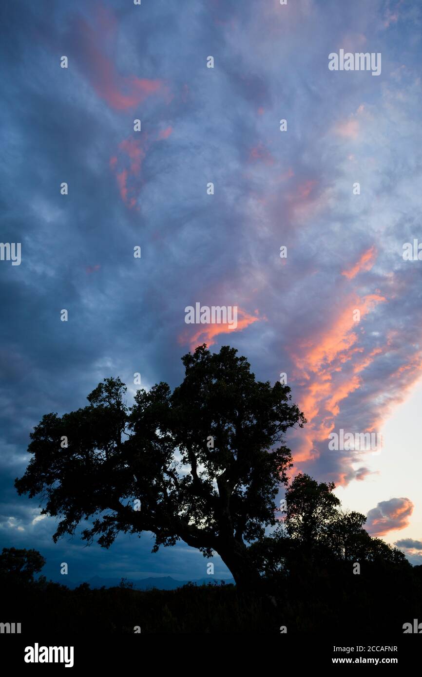 Korkeiche (Quercus suber) in der Abenddämmerung. Albera-Massiv. Provinz Girona. Katalonien. Spanien. Stockfoto