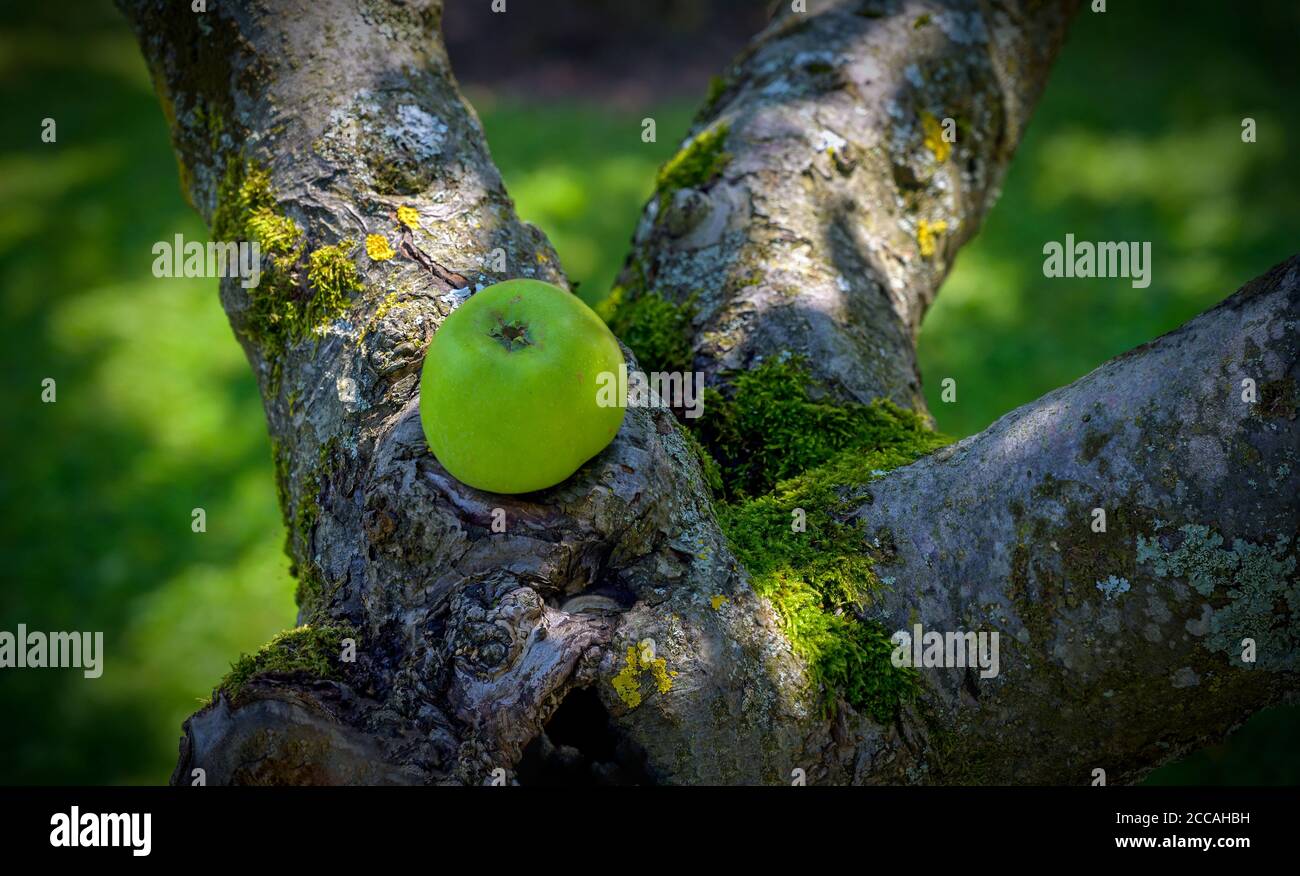Grüner Apfel liegt in der Ast Gabel eines Baumes von Moos und Flechten bedeckt, Österreich Stockfoto