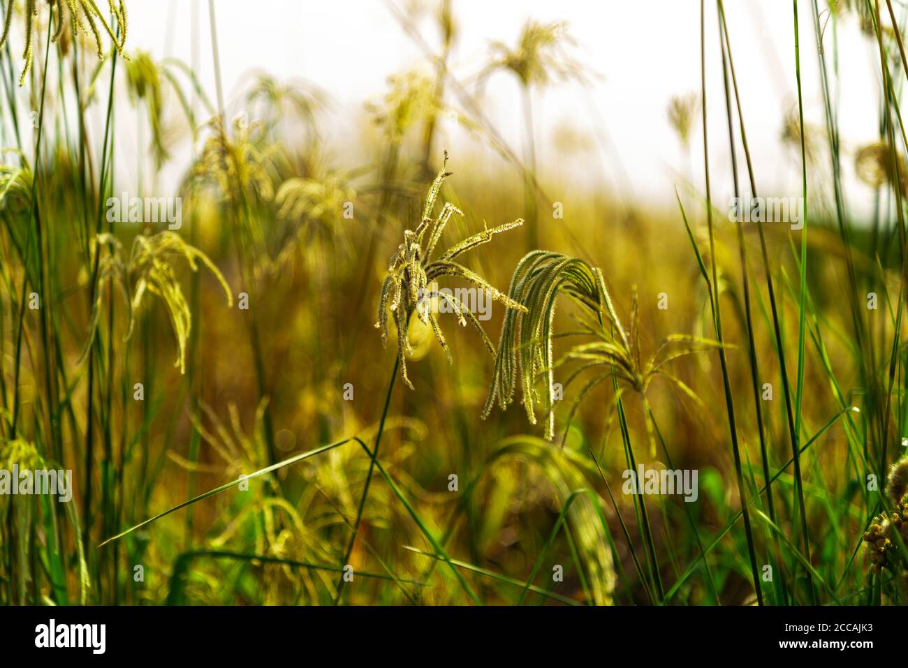 Invasive Pflanzenarten. Botanik. Weißes Gras, das zur Familie der Poaceae gehört und auf dem amerikanischen Kontinent beheimatet ist. Mehrjährig. Unkraut aus der Sommerernte Stockfoto