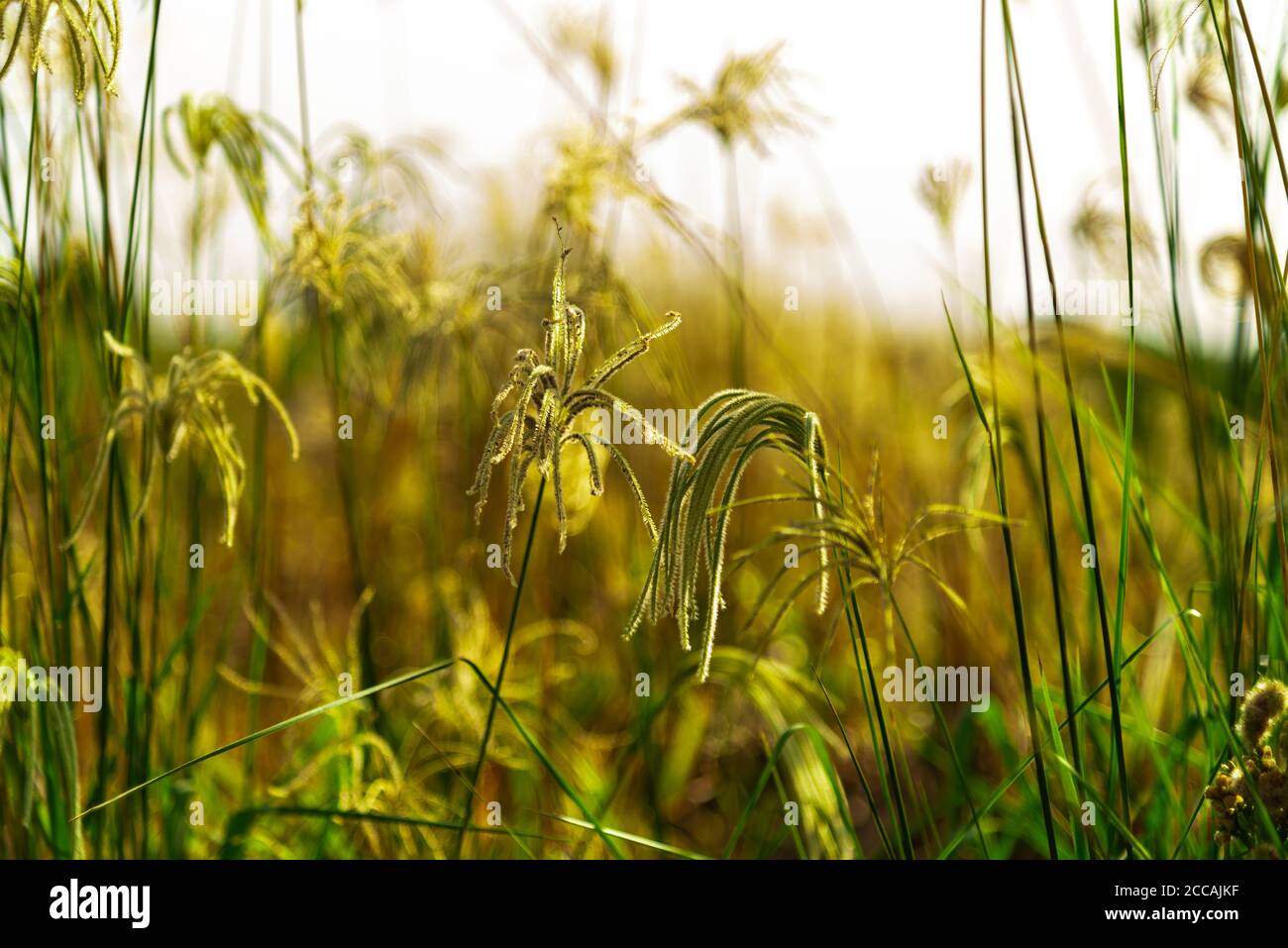 Invasive Pflanzenarten. Botanik. Weißes Gras, das zur Familie der Poaceae gehört und auf dem amerikanischen Kontinent beheimatet ist. Mehrjährig. Unkraut aus der Sommerernte Stockfoto