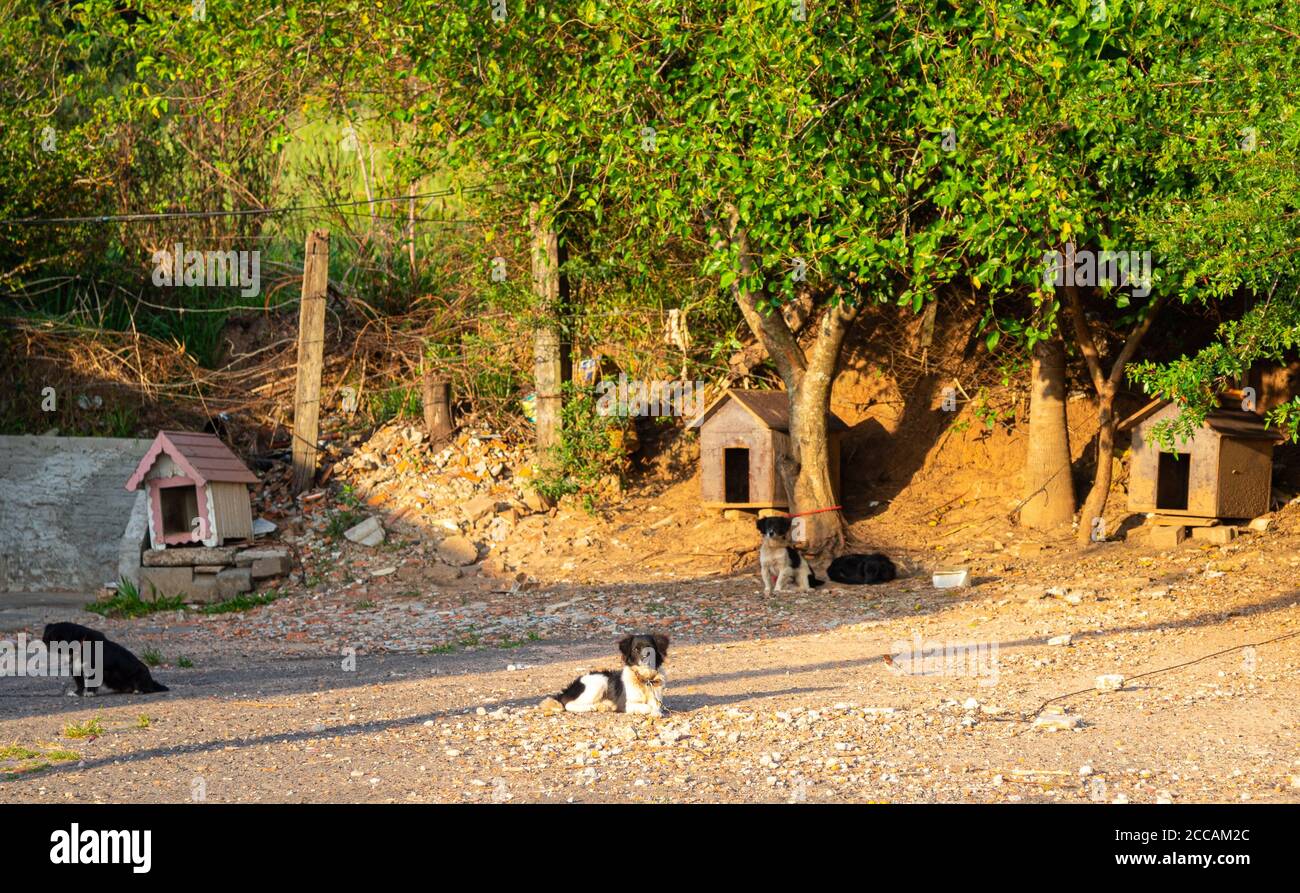 Ein Zwinger von Bewohnern der Nachbarschaft gemacht, um Straßenhunde zu schützen und von ihren Besitzern verlassen. Achten Sie auf Tiere. Zwinger für verlassen gebaut Stockfoto