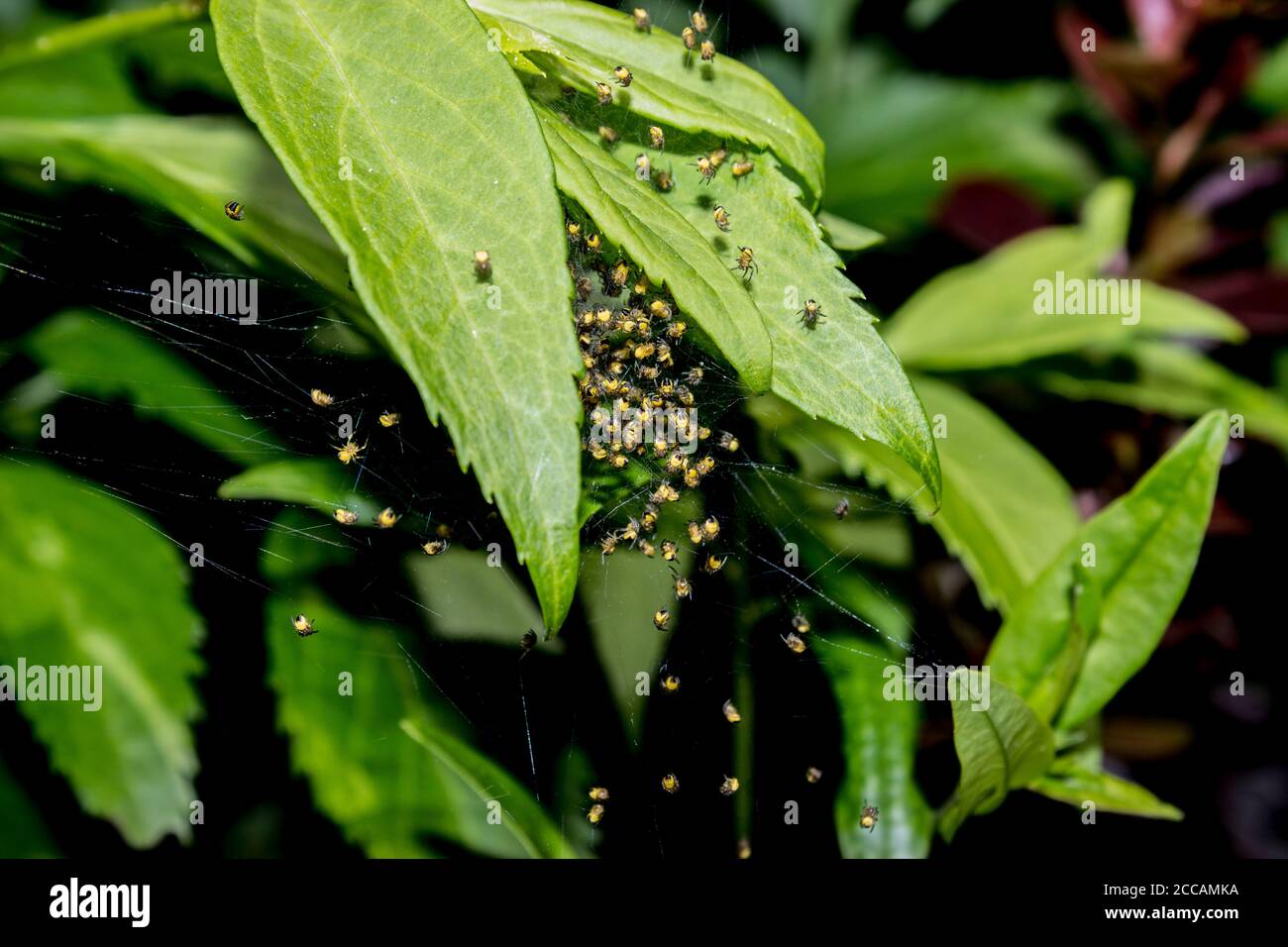 Detail von Spinnennest mit kleinen gelben Gartenspinnen araneus Diadematus auf Blättern im Wald Stockfoto