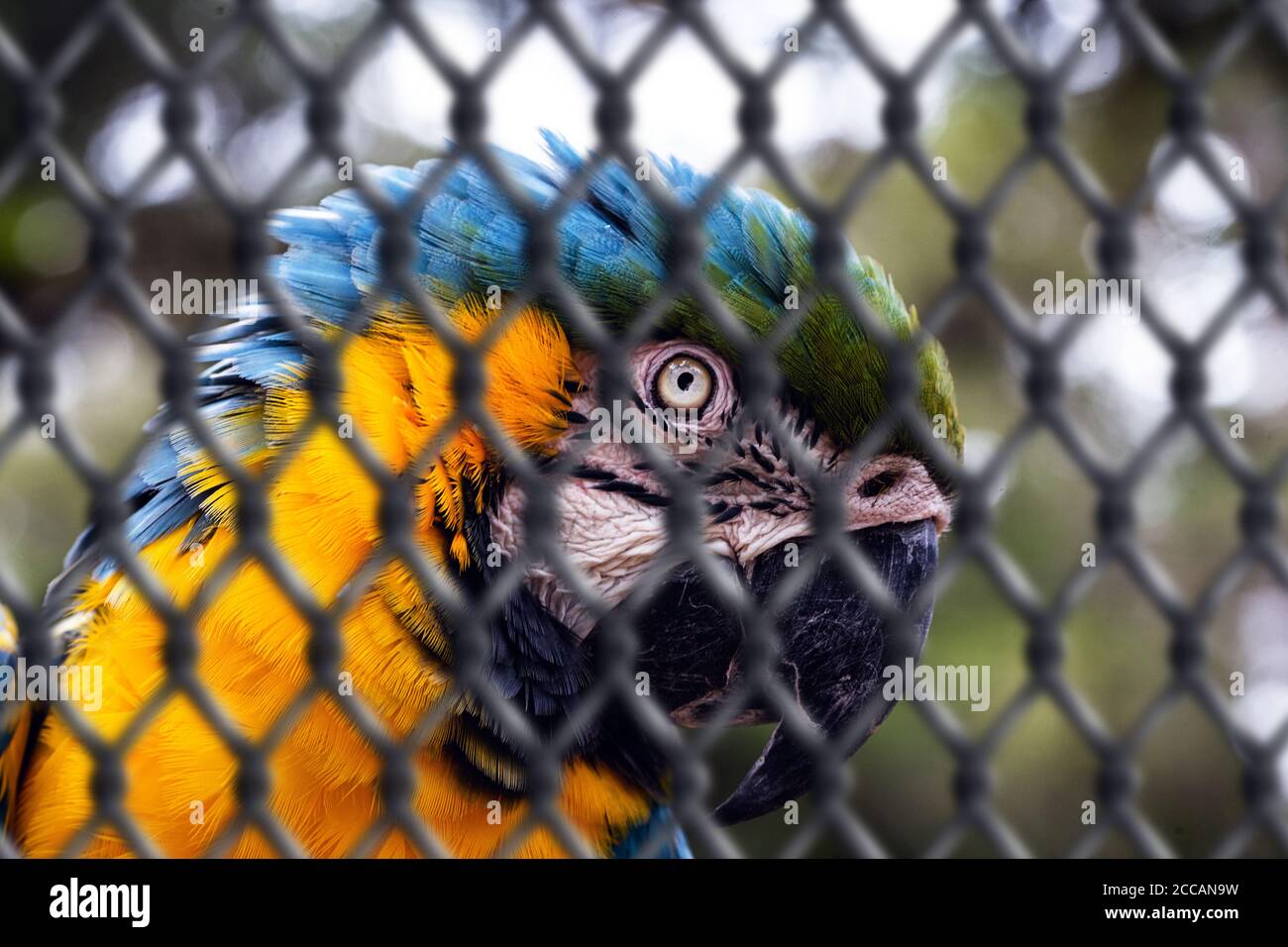 Alter Ara-canindé, mit gelben und blauen Bäuchen, der in Gefangenschaft misshandelt wurde. Verwundete Vogel, Tierhandel. Konzept des Tieres hinter Gittern, imp Stockfoto