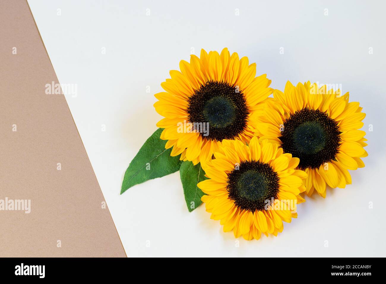 Sonnenblumen auf dem weiß beigen Papierhintergrund, Draufsicht, flach liegend. Schönes Grußkartendesign. Stockfoto