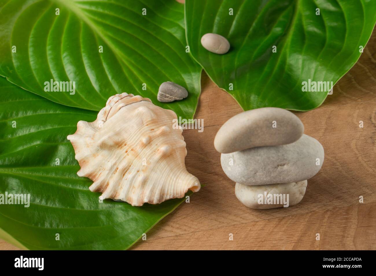 Die grünen Blätter, die Steine verschiedener Umfänge und die Schale auf dem Hintergrund des hölzernen Brettes Stockfoto