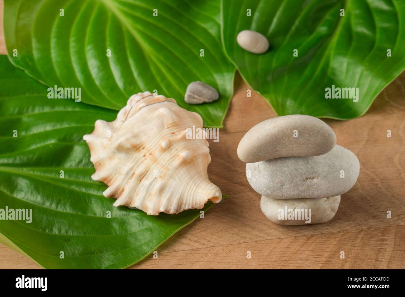 Die grünen Blätter, die Steine verschiedener Umfänge und die Schale auf dem Hintergrund des hölzernen Brettes Stockfoto