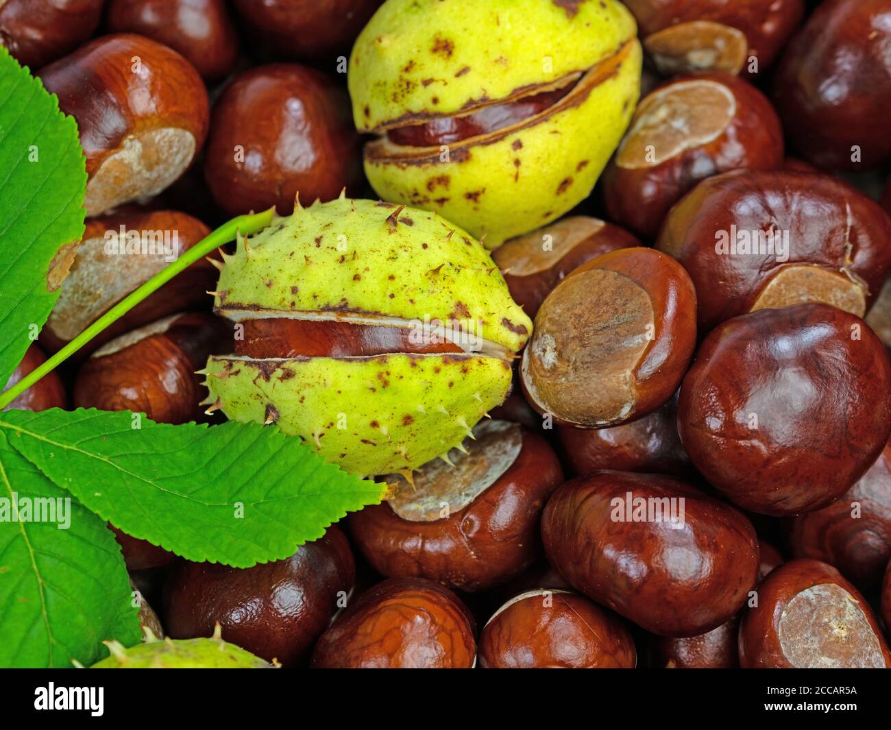 Weiße Pferd Chestnut, Aesculus hippocastanum Stockfoto