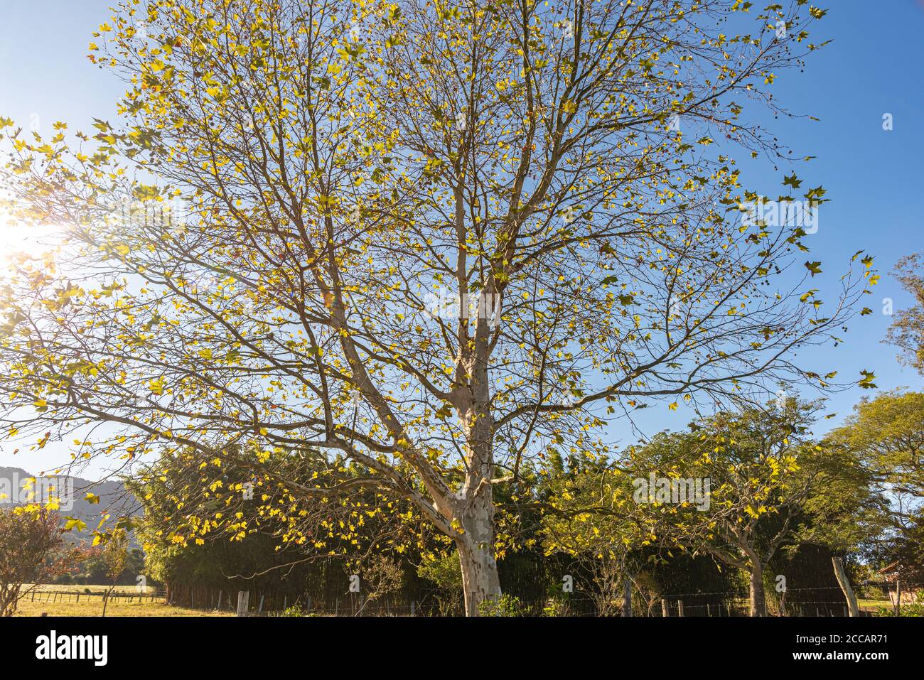 Ahornbaum (Platanus x hispanica). Robuster Baum, bis 35 bis 40 m. Sie hat einen geraden und dicken Stamm mit gelblich grauer oder grünlich-gelber Rinde. ICH Stockfoto