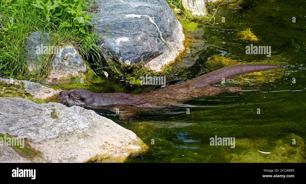 Flussotter im Wasser, kleine Tierwelt, Wassersäuger, Marine, Ruhe an Felsen, Tier, nasses Fell, eurasisch, Lutra lutra, Störche und Otter Reintroducti Stockfoto