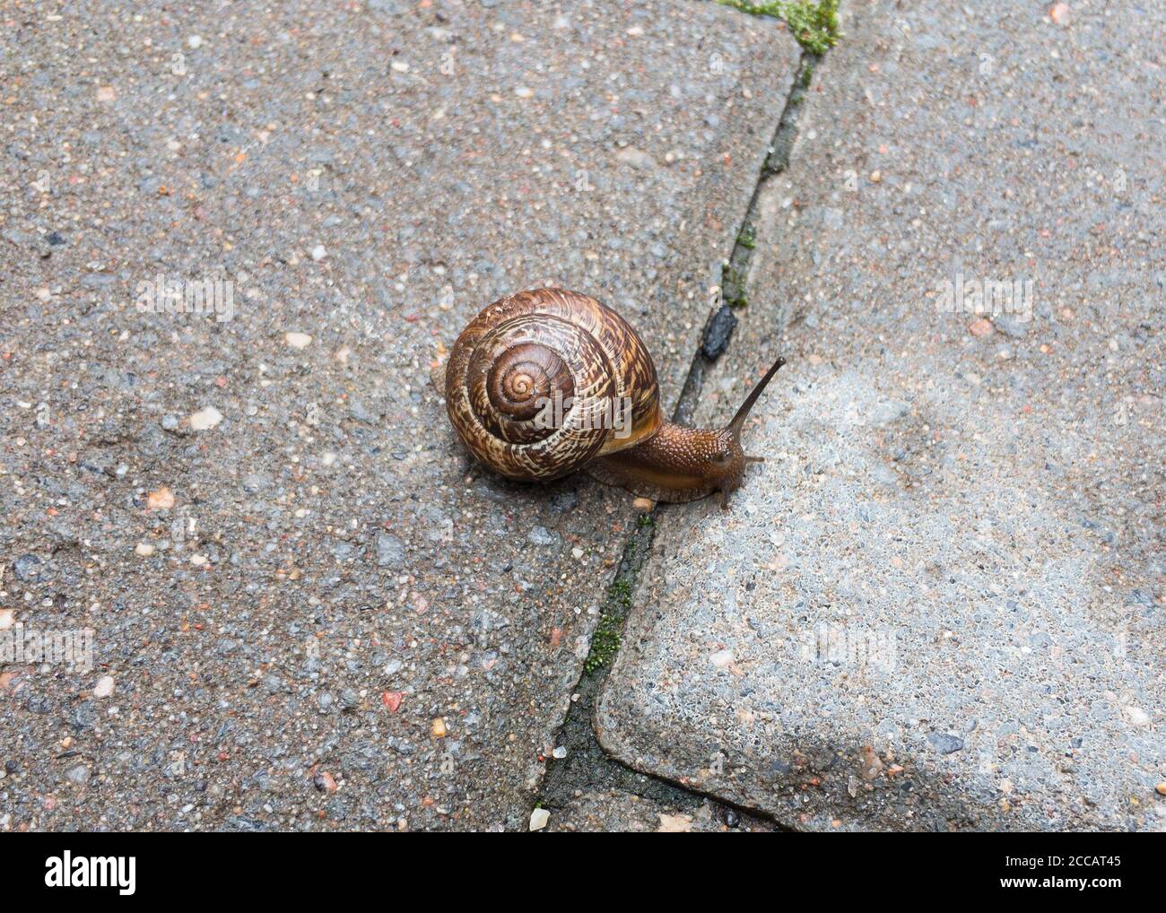 Kleine Schnecke auf der Fliese aus nächster Nähe. Selektiver Fokus. Hochwertige Fotos Stockfoto