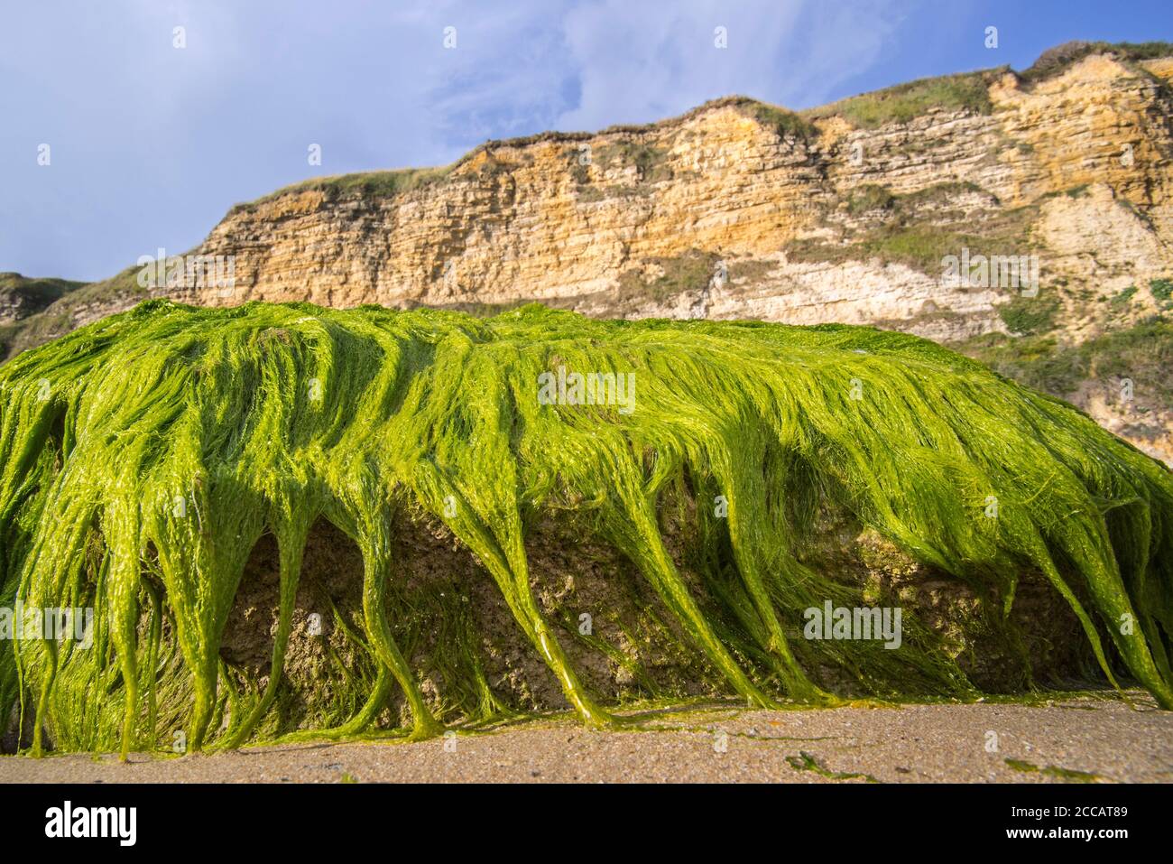 Klumpen von Enteromorpha spec. / Ulva spec., Grünalge Arten von Kutweed (Ulvaceae) wächst auf Felsen am Strand bei Ebbe, Normandie, Frankreich Stockfoto