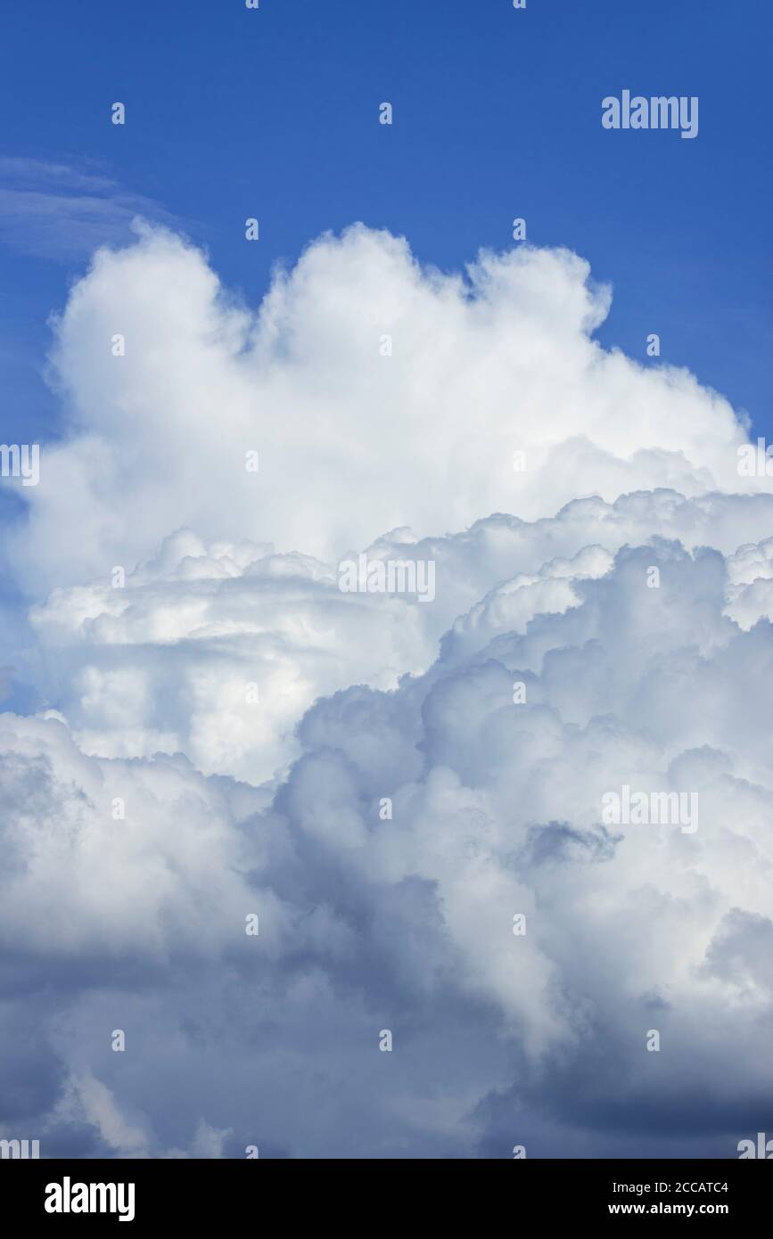 Entwicklung der Cumulus congestus Wolke auch als hoch aufragende Cumulus Wolken bekannt An einem heißen Thundry-Tag im Sommer während der Hitzewelle / Hitzewelle Stockfoto