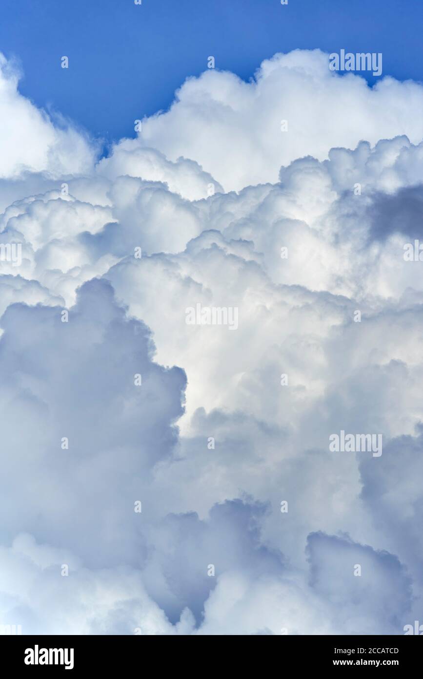 Entwicklung der Cumulus congestus Wolke auch als hoch aufragende Cumulus Wolken bekannt An einem heißen Thundry-Tag im Sommer während der Hitzewelle / Hitzewelle Stockfoto