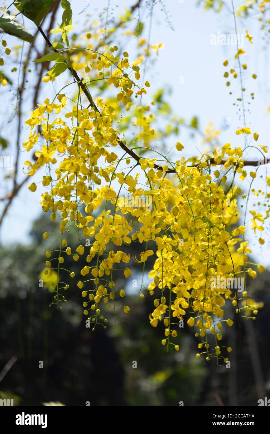 Kanikonna sonst Cassia fistula auf englisch Stockfoto