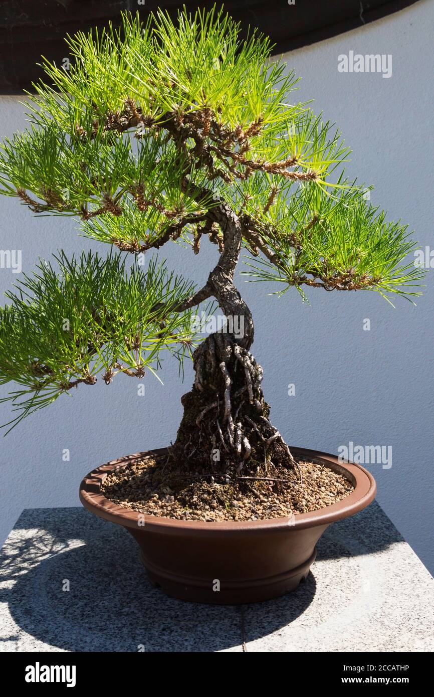 40 Jahre alter Pinus thunbergii - japanischer Schwarzkiefer Bonsai Baum in brauner Pflanzgefäß, Chinesischer Garten, Montreal Botanical Garden, Quebec, Kanada Stockfoto