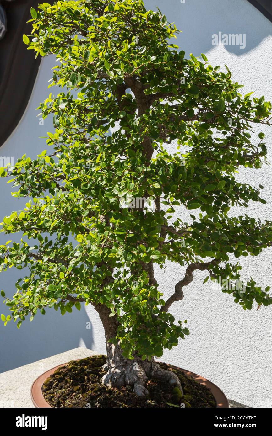 Celtis sinensis, 20 Jahre alt   chinesischer Hackberry Bonsai Baum ...
