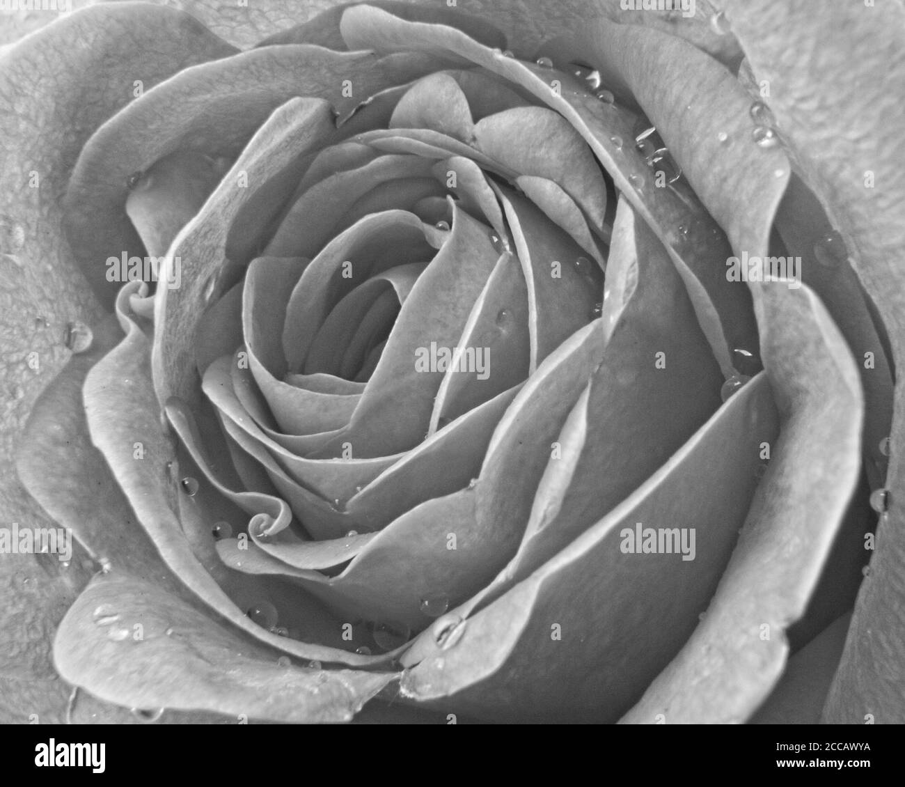 Nahaufnahme eines Schwarz-Weiß-Bildes von gewöhnlichen Rosenblüten mit Regentropfen. Stockfoto