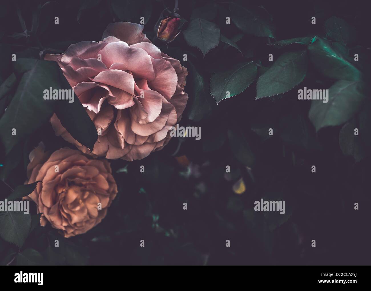 Hintergrund von launisch rosa Rosen in Blüte auf der linken Seite Mit Kopierplatz auf der rechten Seite Stockfoto