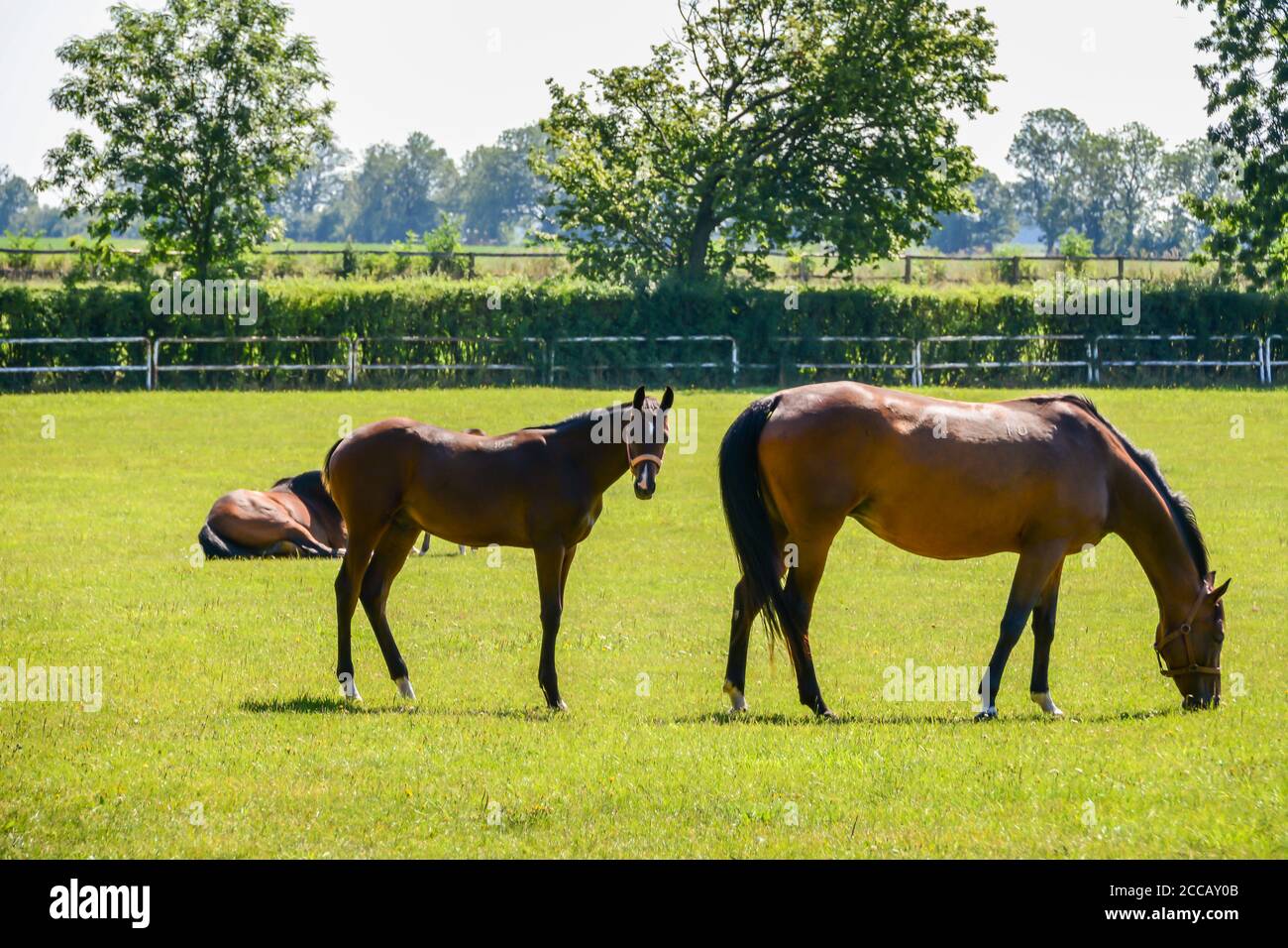 Die Pferde, die auf dem Fahrerlager laufen. Stockfoto