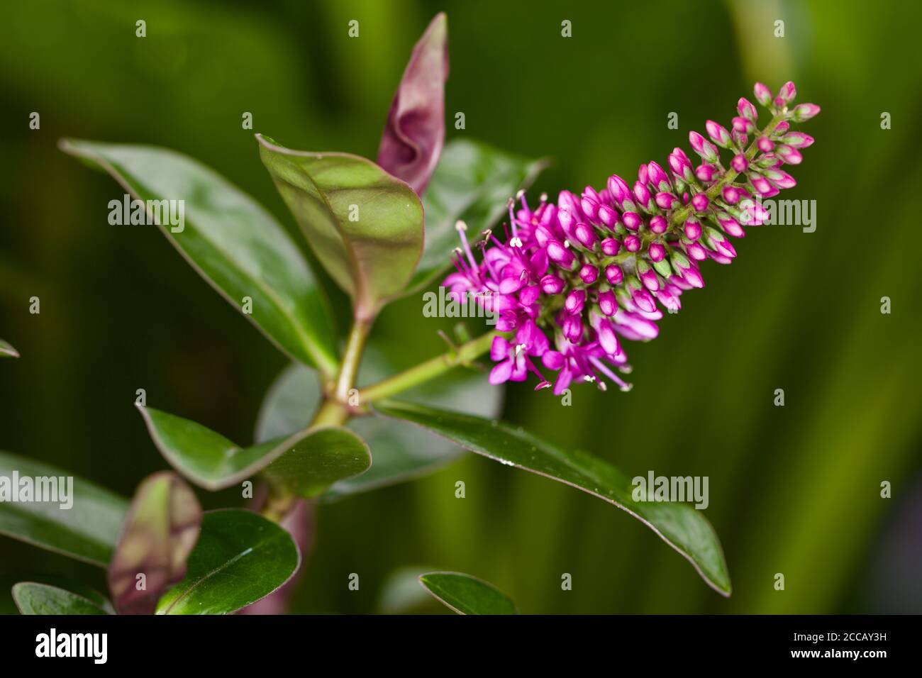 Hebe × andersonii Andersons hebe Stockfoto