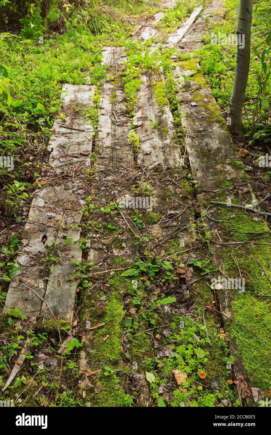 Alte Holzplanke Weg mit Bryophyta bedeckt Grün Moos durch Fleck Wald