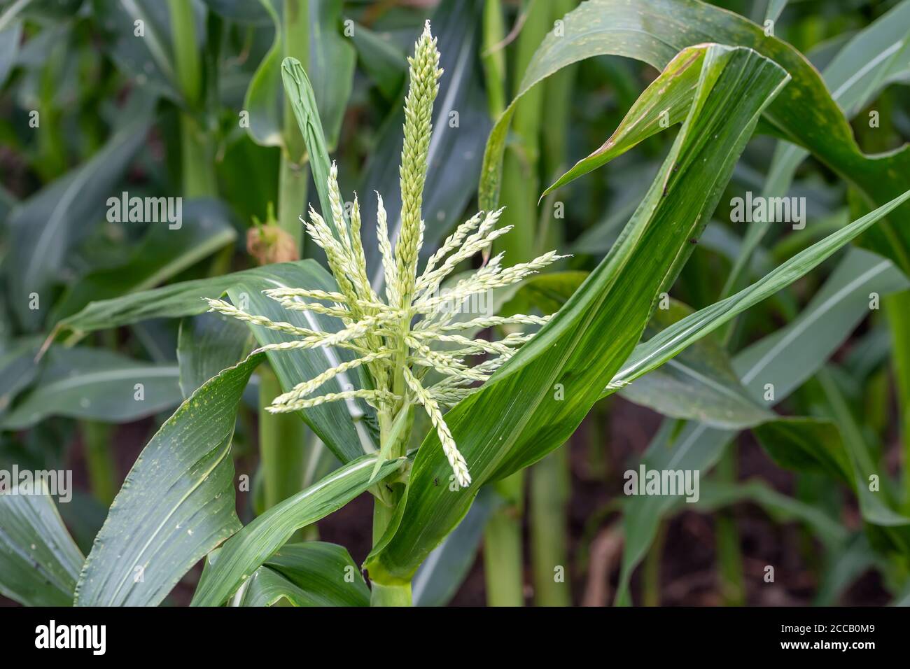 Die Maisseln auf der Maispflanze, im Garten wachsend. Stockfoto
