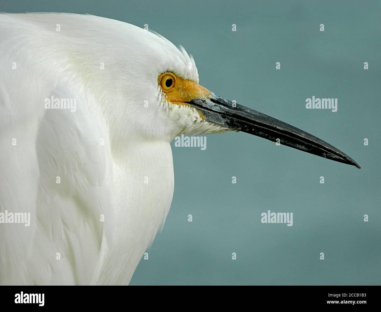 Seitenansicht Nahaufnahme von Snowy Egret (Egretta thula) mit langem schwarzen Schnabel und einem Fleck gelber Haut am Schnabel. Stockfoto