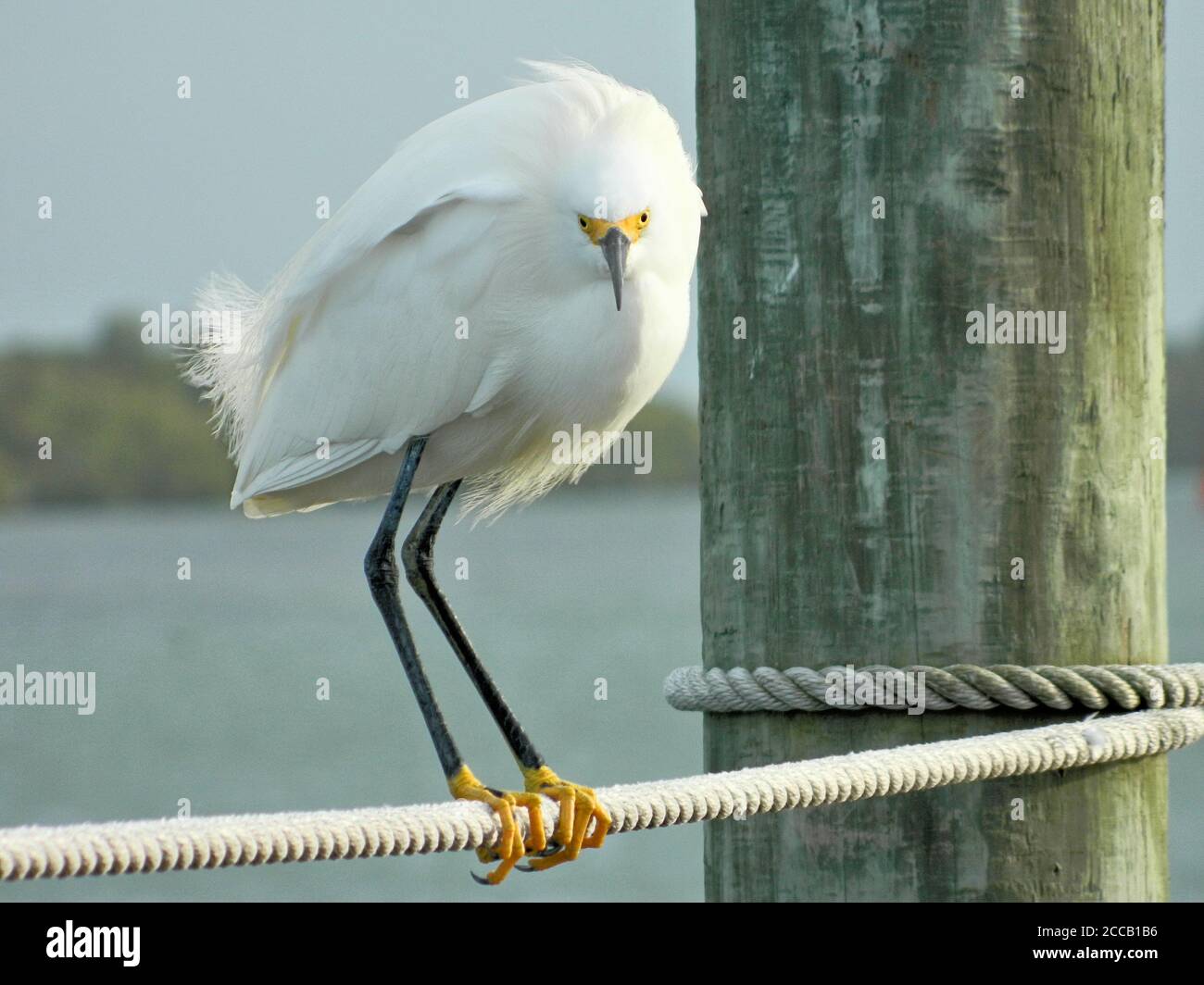 Verschneite Reiher (Egretta thula), die auf einem Seil thront und direkt auf die Kamera blickt. Ein Zugvogel mit weißen Features, langen schwarzen Schnabel und leuchtend gelben Füßen. Stockfoto