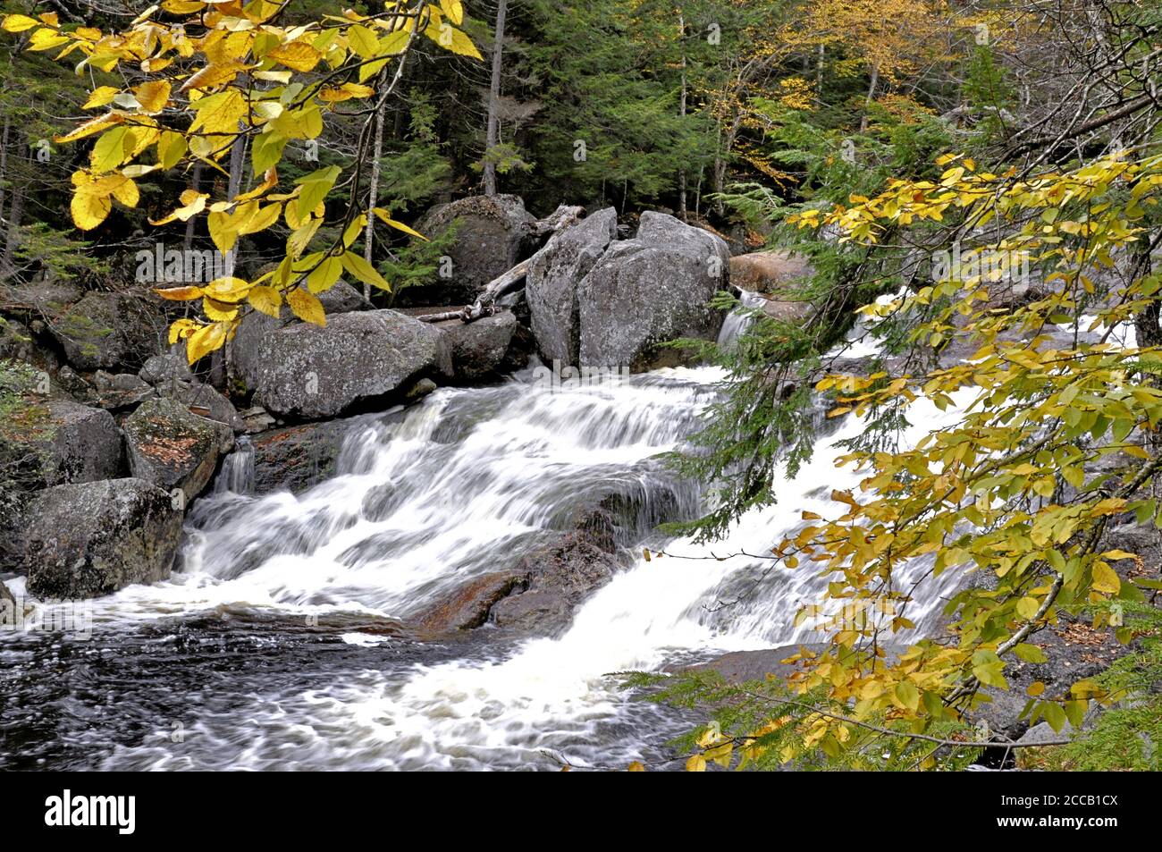 Herbst in den Weißen Bergen. Malerische Aussicht auf Georgiana Falls entlang schnell fließenden Abschnitt des Harvard Brook vom Wanderweg in North Woodstock. Stockfoto