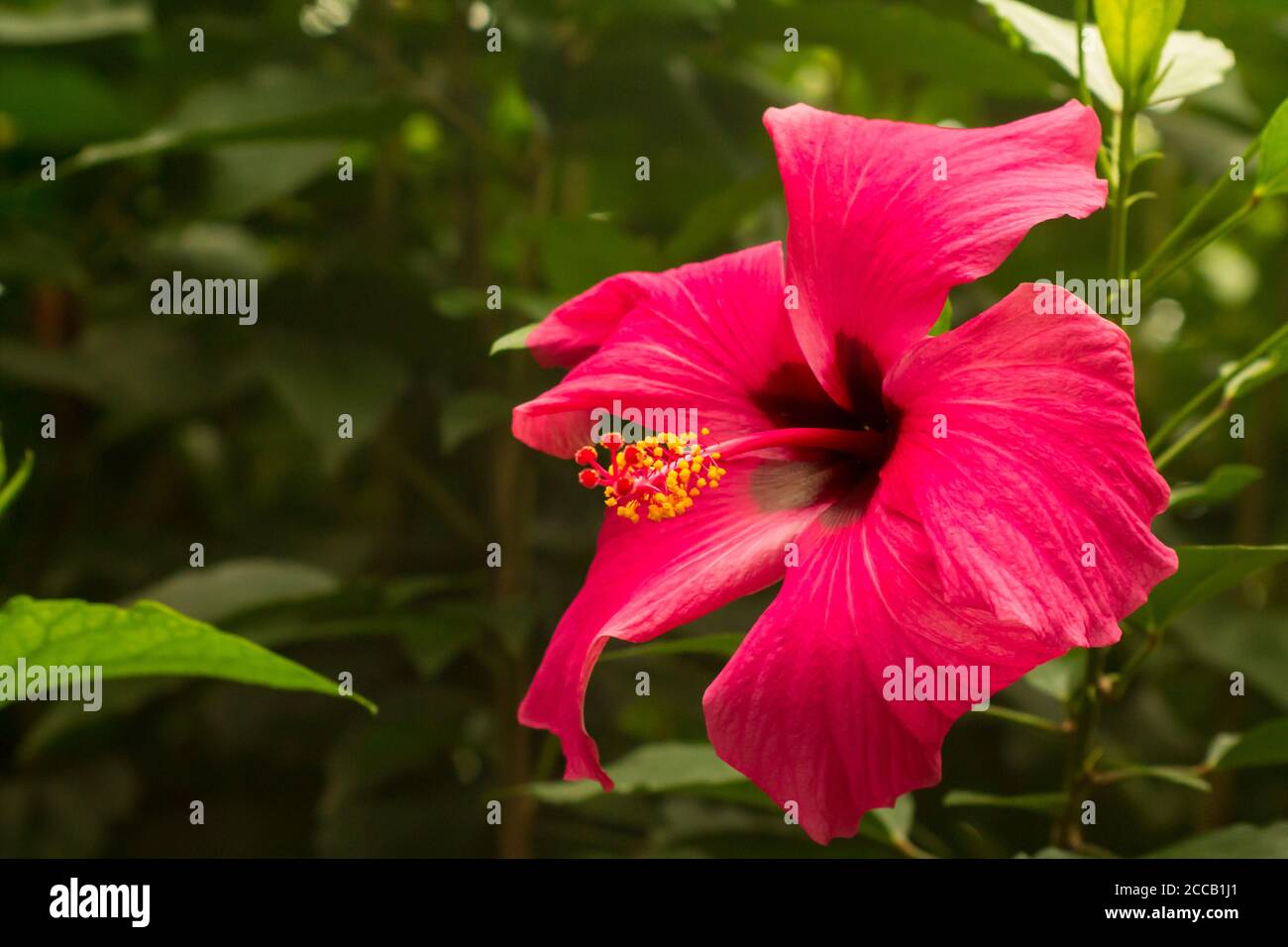 Tropische Blume am Bodensee Stockfoto