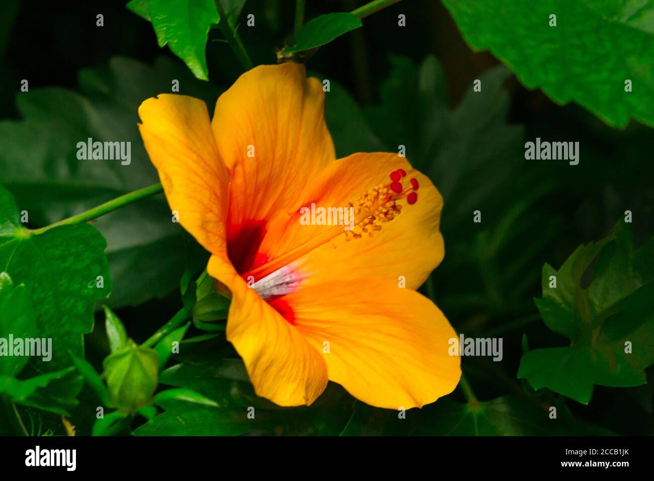 Tropische Blume am Bodensee Stockfoto